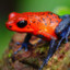 Strawberry Poison Dart Frog