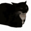 Maxwell Cat