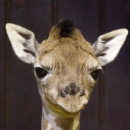 恍恍惚惚会画画