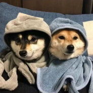 送你一束玫瑰花