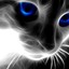 black cat