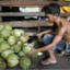 Pinoy Selling Coconuts