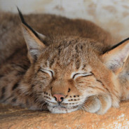 DraLes - steam id 76561198323324569