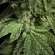 fISHER aka brudny badyl