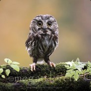 Diablo_binda10