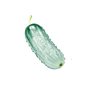 电脑玩家黄瓜不黄哟