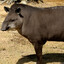 Tapir Mañero
