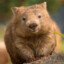 Wombat