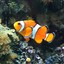 Rainbow Clownfish