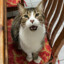 denz3L-
