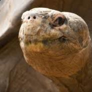Happy Tortoise's avatar