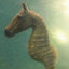 dim dim the dark horse