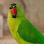 Österreichischer Papagei