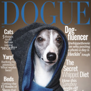 dogue