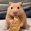 a silly hamster