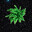Fern