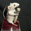 crack rat