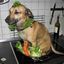 Dog Salad