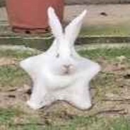 Star Bunny
