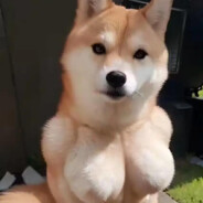 亲吻她裙下的唇