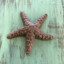 Chocolate Starfish