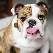 BULLDOG
