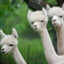 Alpaca2