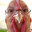 Chicken Joe avatar