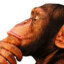 Macaque