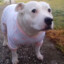 StampeedingDog