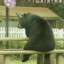 ChonkyBear