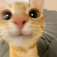 я курю, я котик❤ω