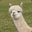 Alpaca