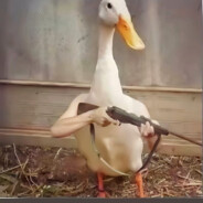 成华大道第一潇洒