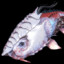 Mortus Lungfish