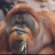 Le_chonkz