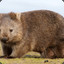 wombat