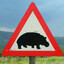 hippo