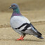 Hato_ovo