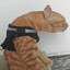 El Gato