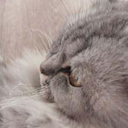 Pufik - steam id 76561199592932591