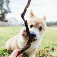 我要吃剥好的柚子