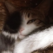 骚猫
