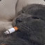 cat_smoker (wo hui le)