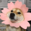 ﮎhαdσW