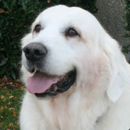 Murphy