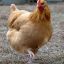 Chicken #420DONGSQUAD
