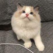 想想阿狗会怎么做！