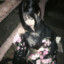 アリナのおっぱい