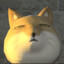 田间有只猫